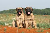 BULLMASTIFF 177